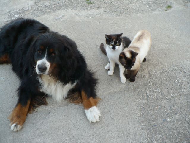 56 - Annie a kocour s kočkou 29.5.2011 (9)